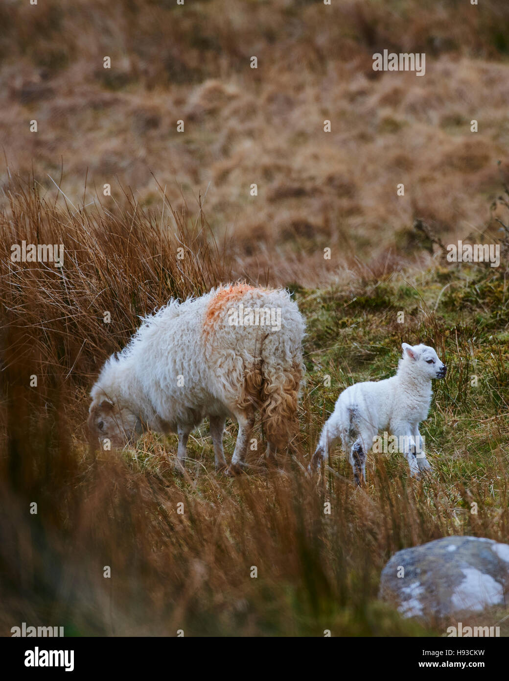 Welsh Mountain Schafe auf den Hochebenen Stockfoto