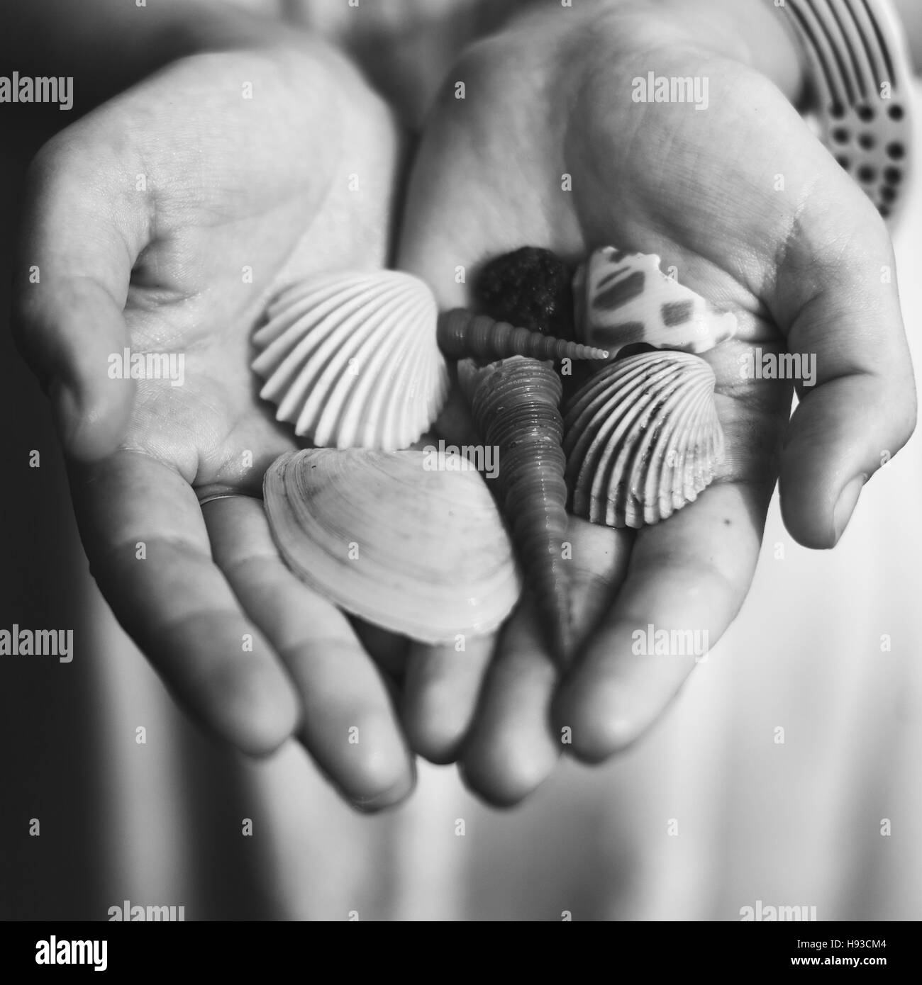 Shell Beach Freizeit Sommer Küste Küste Natur Konzept Stockfoto