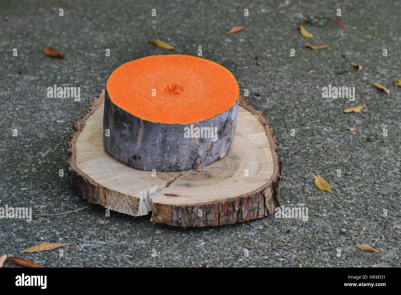 Closeup auf runde Scheibe Winter Squash auf ein Stück eines Protokolls auf dem Boden - saisonale Küche-Konzept Stockfoto
