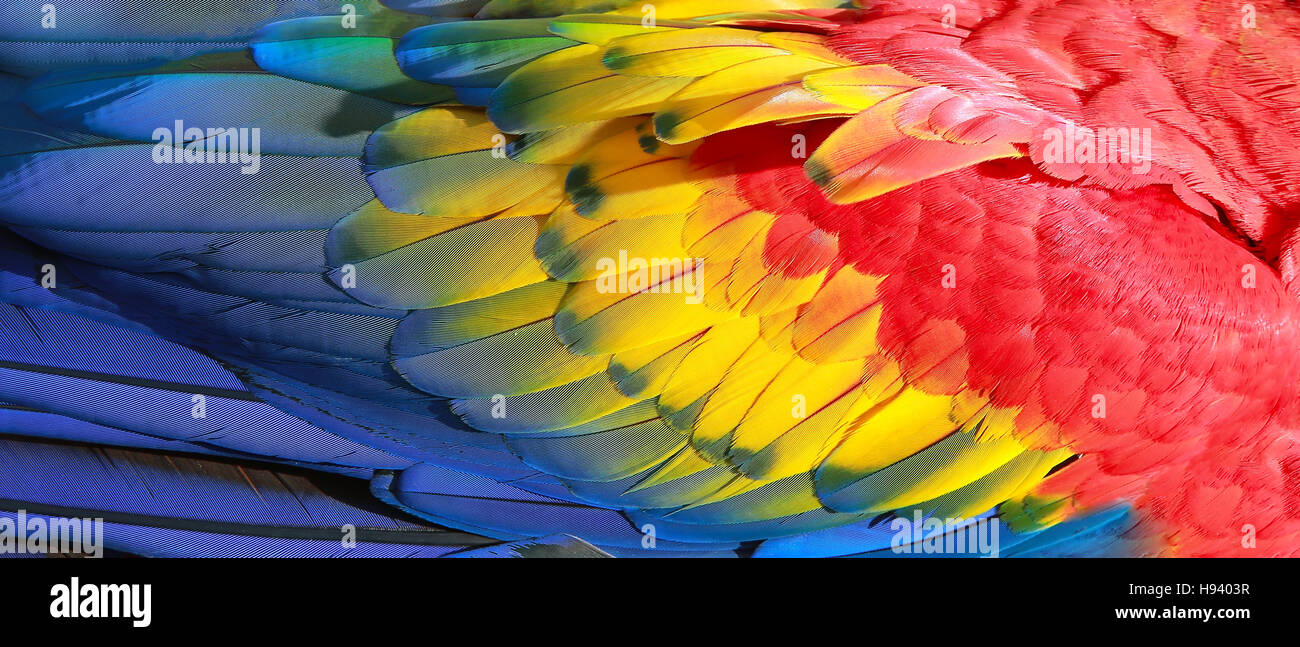 Papagei Federn, rot, gelb und blau exotische Textur Stockfoto