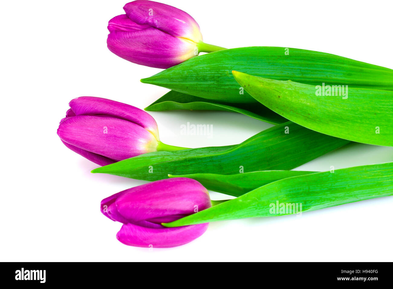 Schöne Tulpen auf weißem Hintergrund Stockfoto