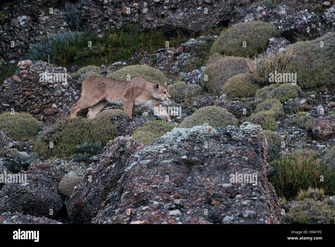 Puma geht durch die Felsen der Torres del Paine Nationalpark Stockfoto