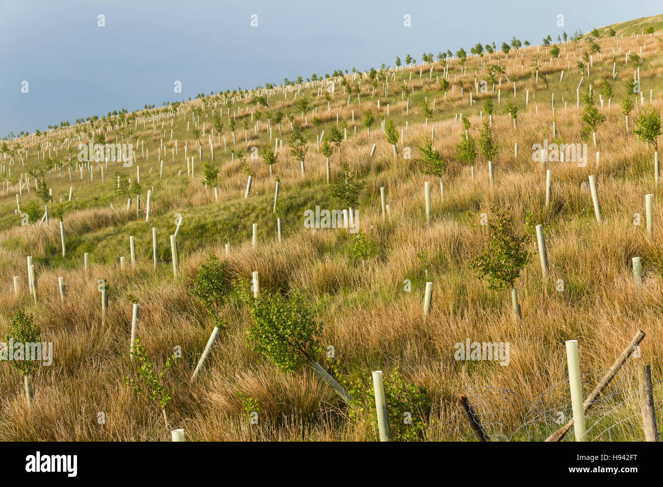 Junge Laubbäume gepflanzt an den unteren westlichen zugewandten hängen der Rivington Moor, Lancashire, Teil der West Pennine Moors. Stockfoto