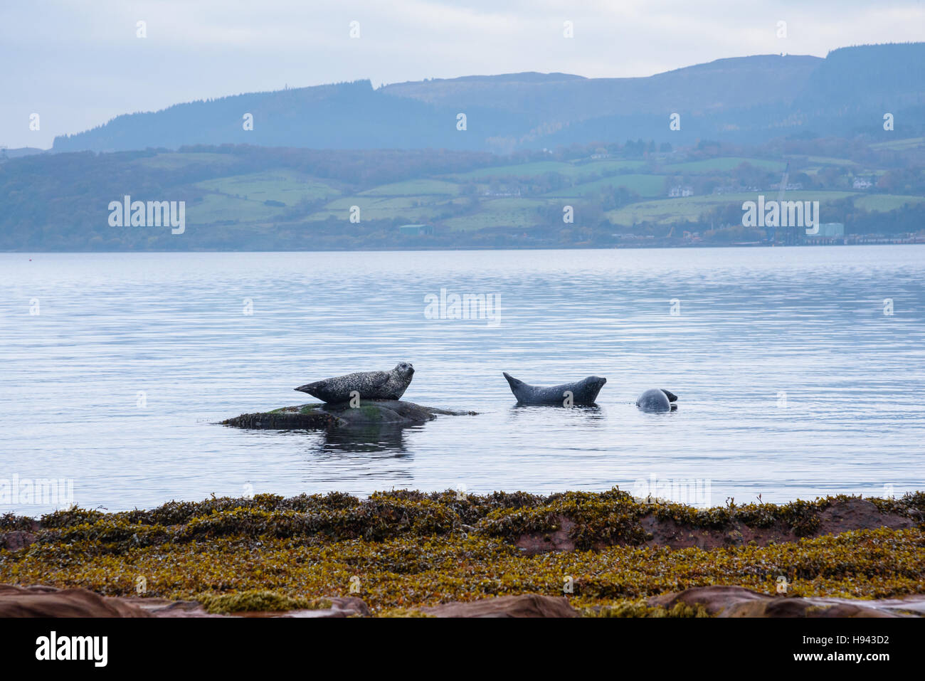 Seehunde, auch bekannt als Seehunde, Phoca Vitulina, Isle of Arran, North Ayrshire, Schottland Stockfoto