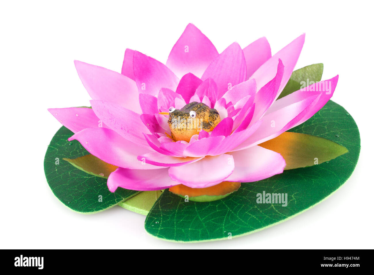 Pink Lotus und Frosch drin isoliert auf weißem Hintergrund. Stockfoto