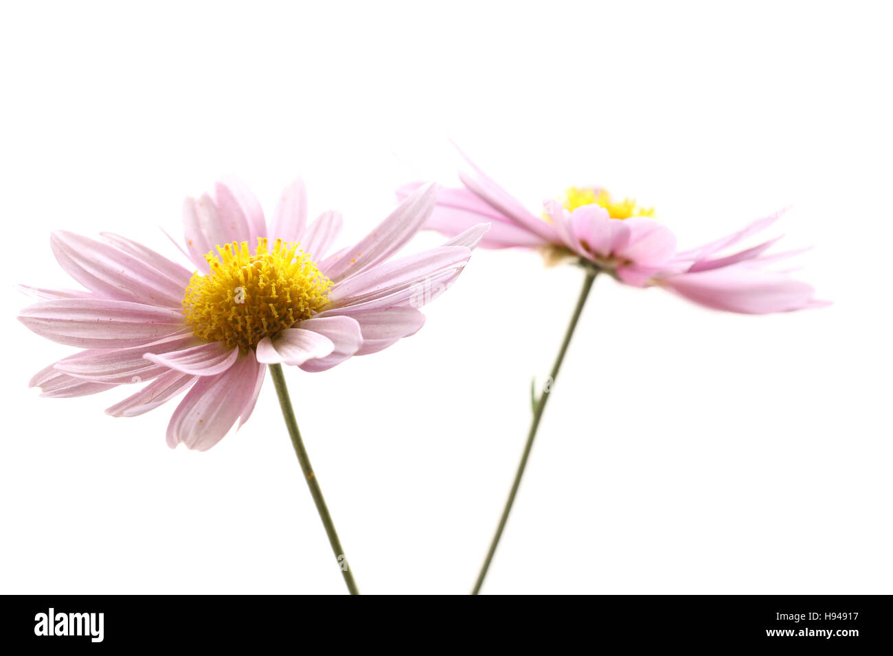 Japanische lila Chrysanthemenblüte isoliert Stockfoto