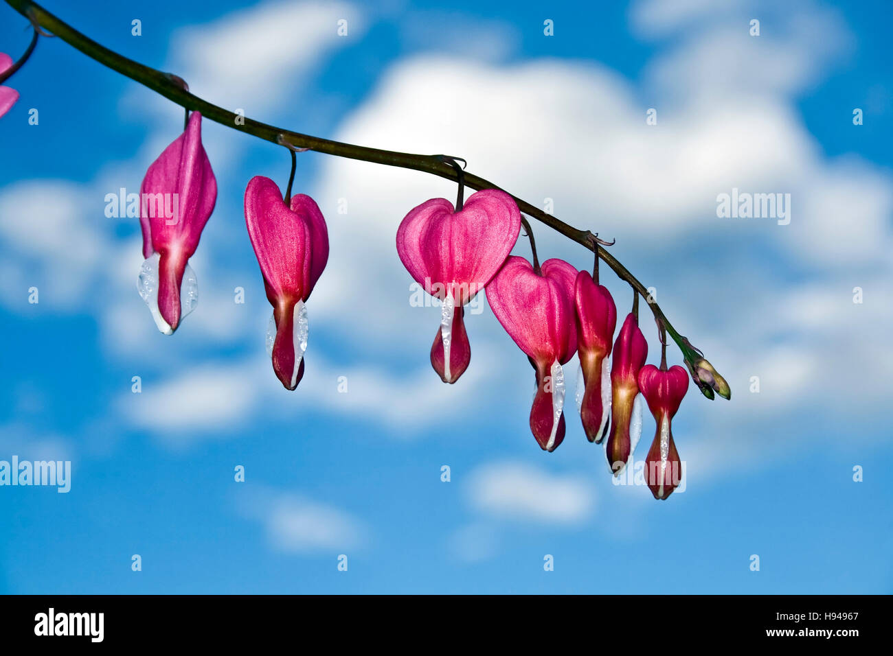 Venuss-Auto, Herzblume oder Leier Blume (Dicentra Spectabilis) Stockfoto