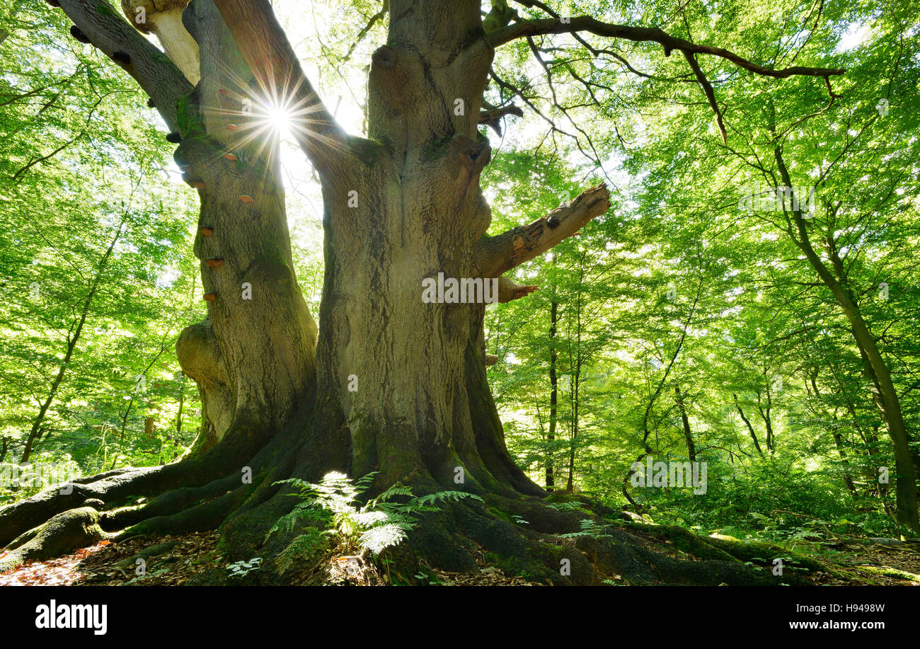 Sun ray durchschimmern riesigen alten bemoosten Buche (Fagus SP.) Baum im ehemaligen Waldweide, Reinhardswald, Sababurg, Hessen, Deutschland Stockfoto