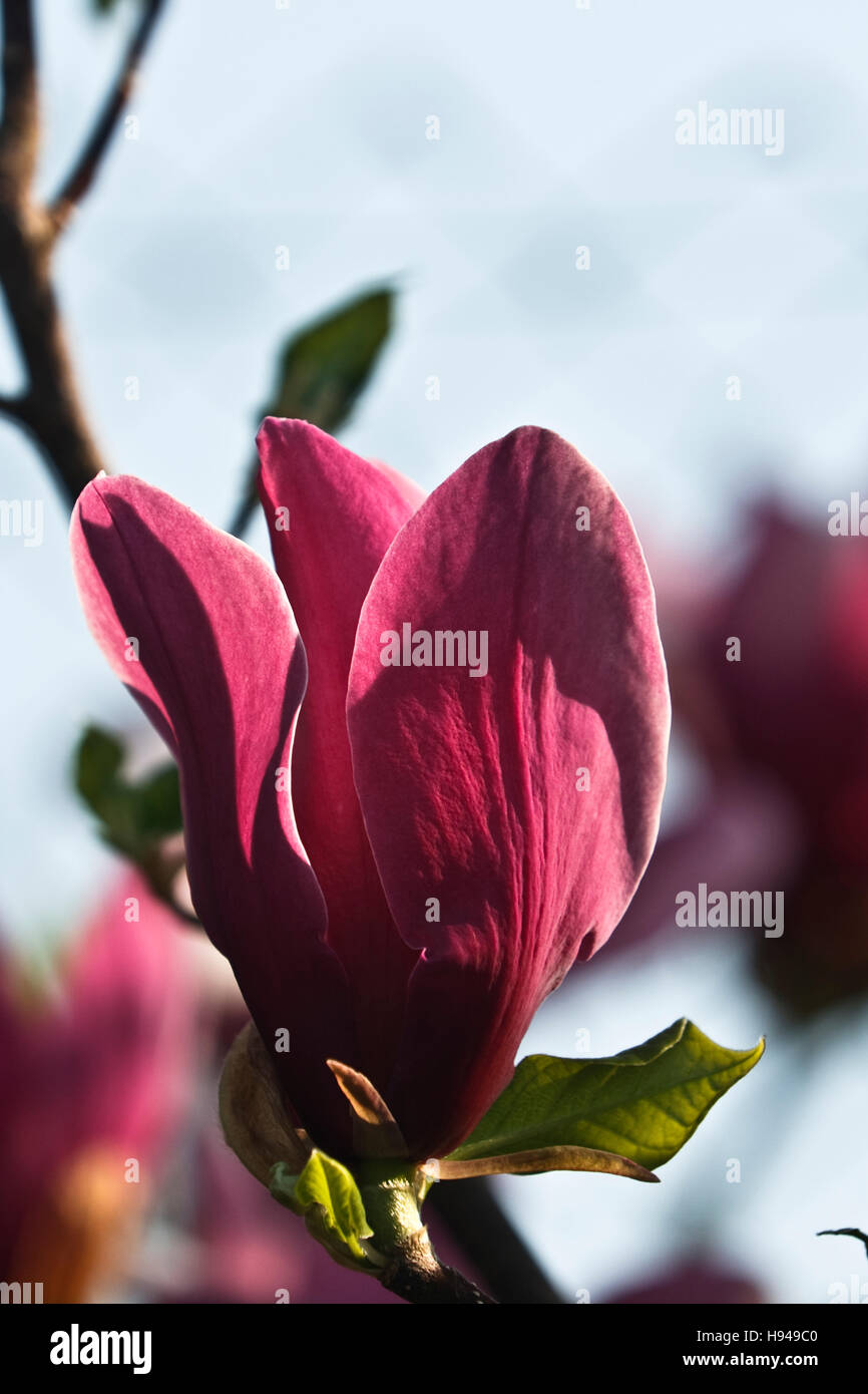 Mulan Magnolie, Tulpen-Magnolie oder Lily Magnolie (Magnolia Liliiflora) Stockfoto