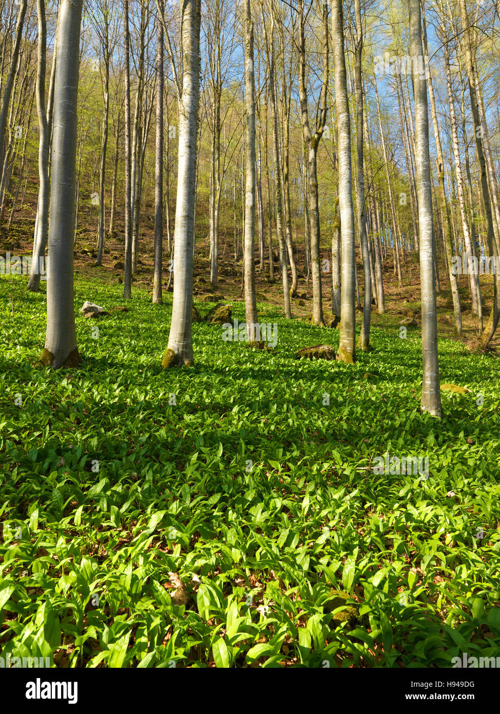 Bärlauch (Allium Ursinum) in Laubwald Stockfoto