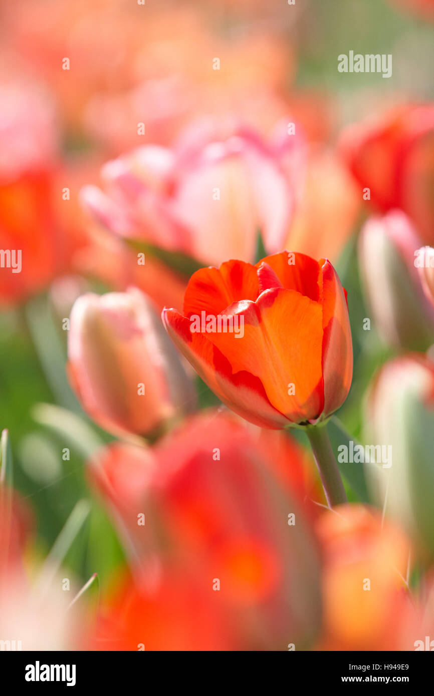 Rote Tulpen (Tulipa) Stockfoto