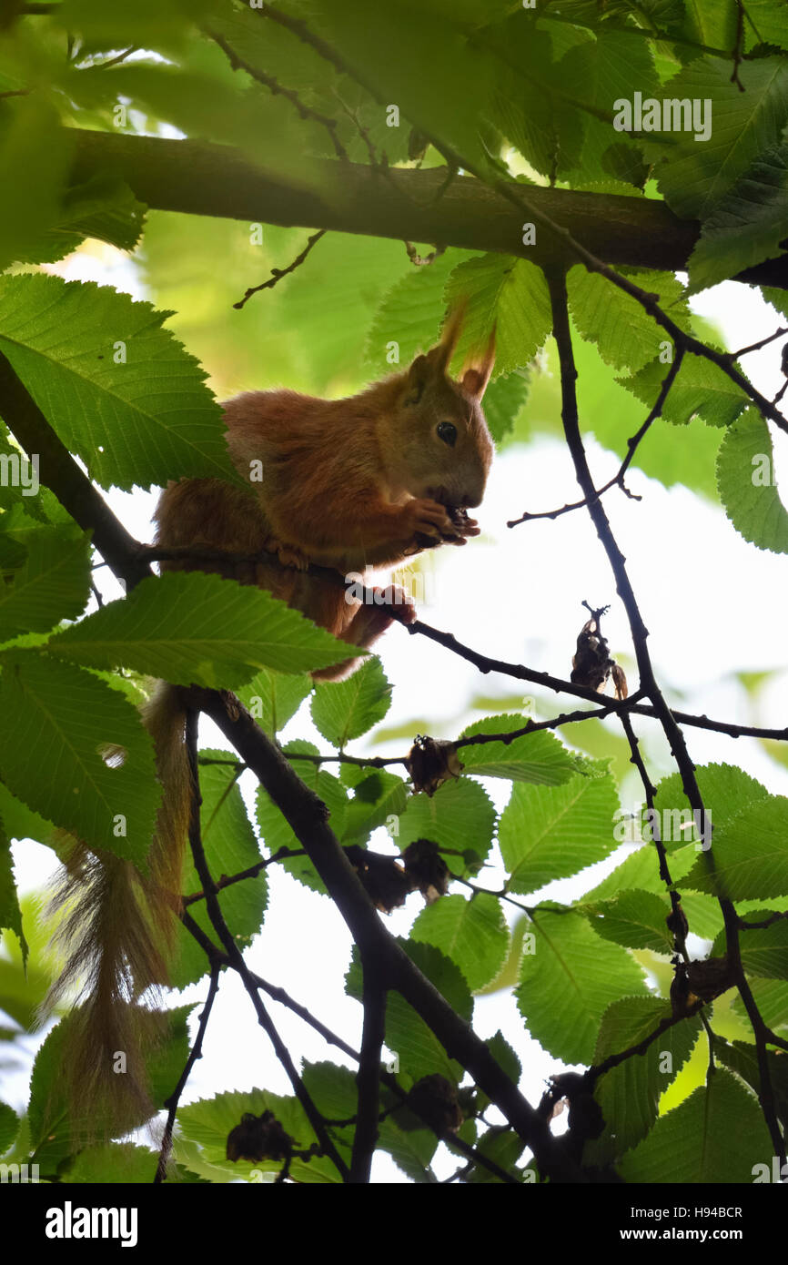 Europäische Eichhörnchen / Eichhörnchen (Sciurus Vulgaris), sitzt auf einem Ast zwischen grünen Blätter hoch oben in einem Baum, Fütterung. Stockfoto
