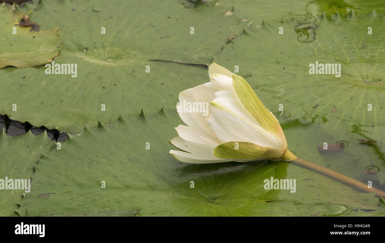 Wildwasser-Lilie Lotusblume im Teich Stockfoto