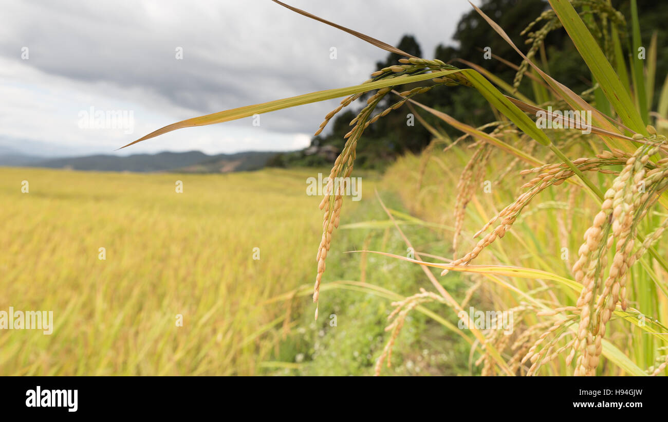 gelber Reis Terrassen Reisfeld im ländlichen thailand Stockfoto