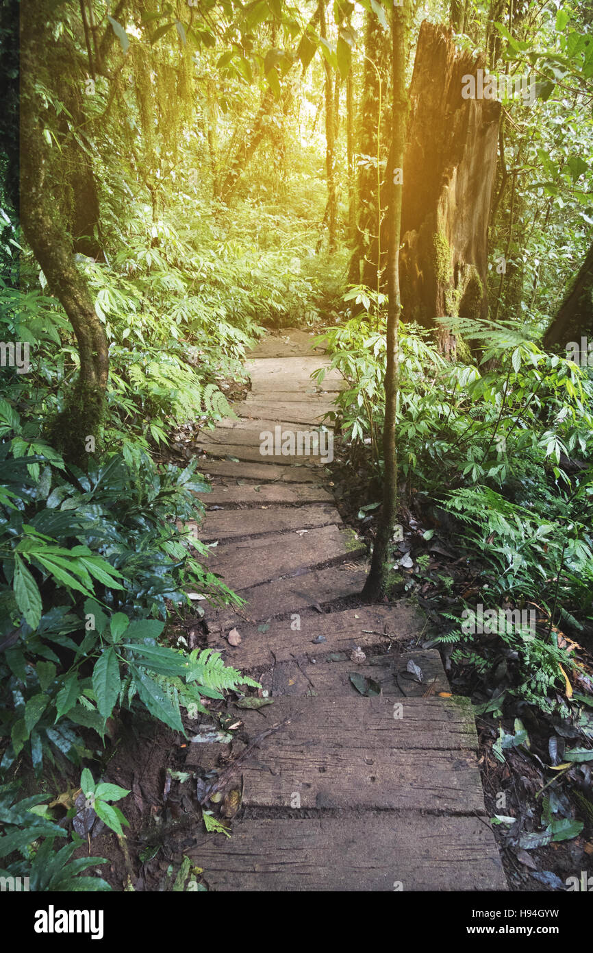 Trekking Trail führt durch Dschungellandschaft des tiefen tropischen Regenwaldes. Hintergrund bei Doi Inthanon Park, Thailand Reisen Stockfoto