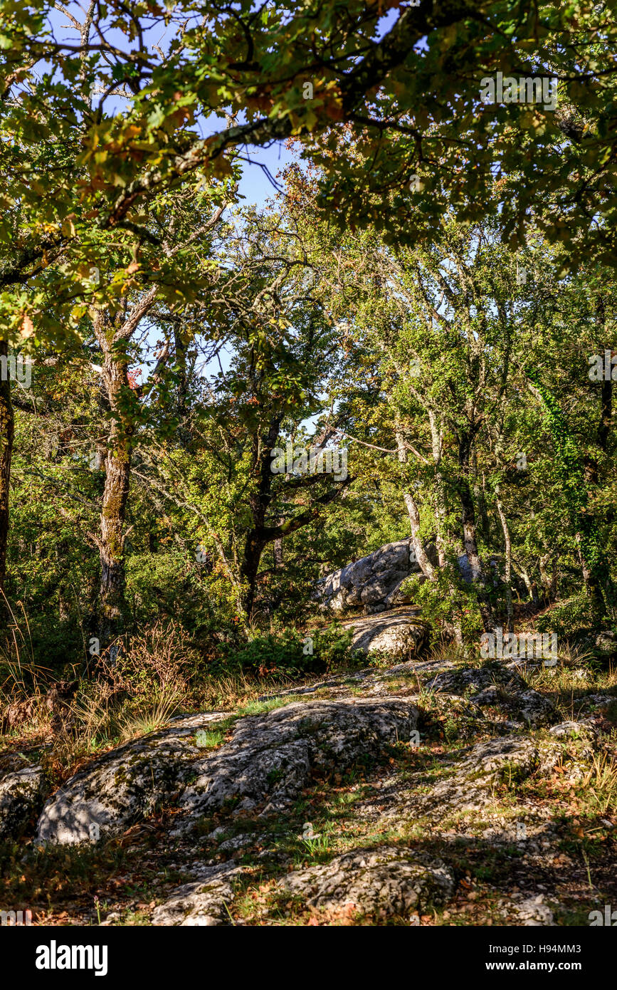 Foret de Chêne Pubescent FORET DE SAINTE BAUME VAR FRANKREICH 83 Stockfoto