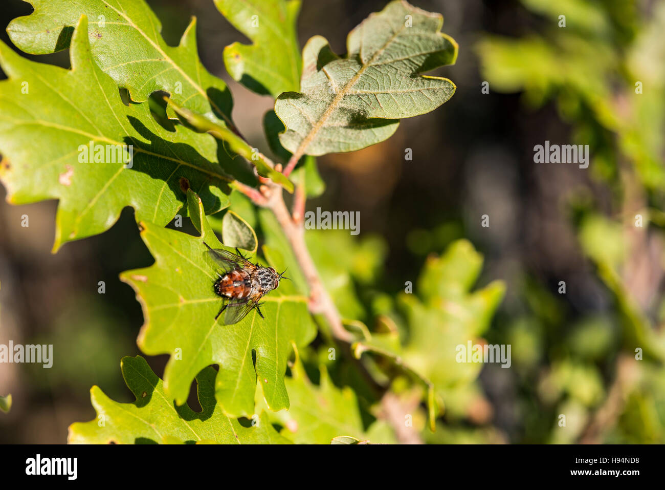 Mouche Sur Feuille de Chêne En Automne Forêt Domanial De La St. Baume Var Frankreich 83 Stockfoto