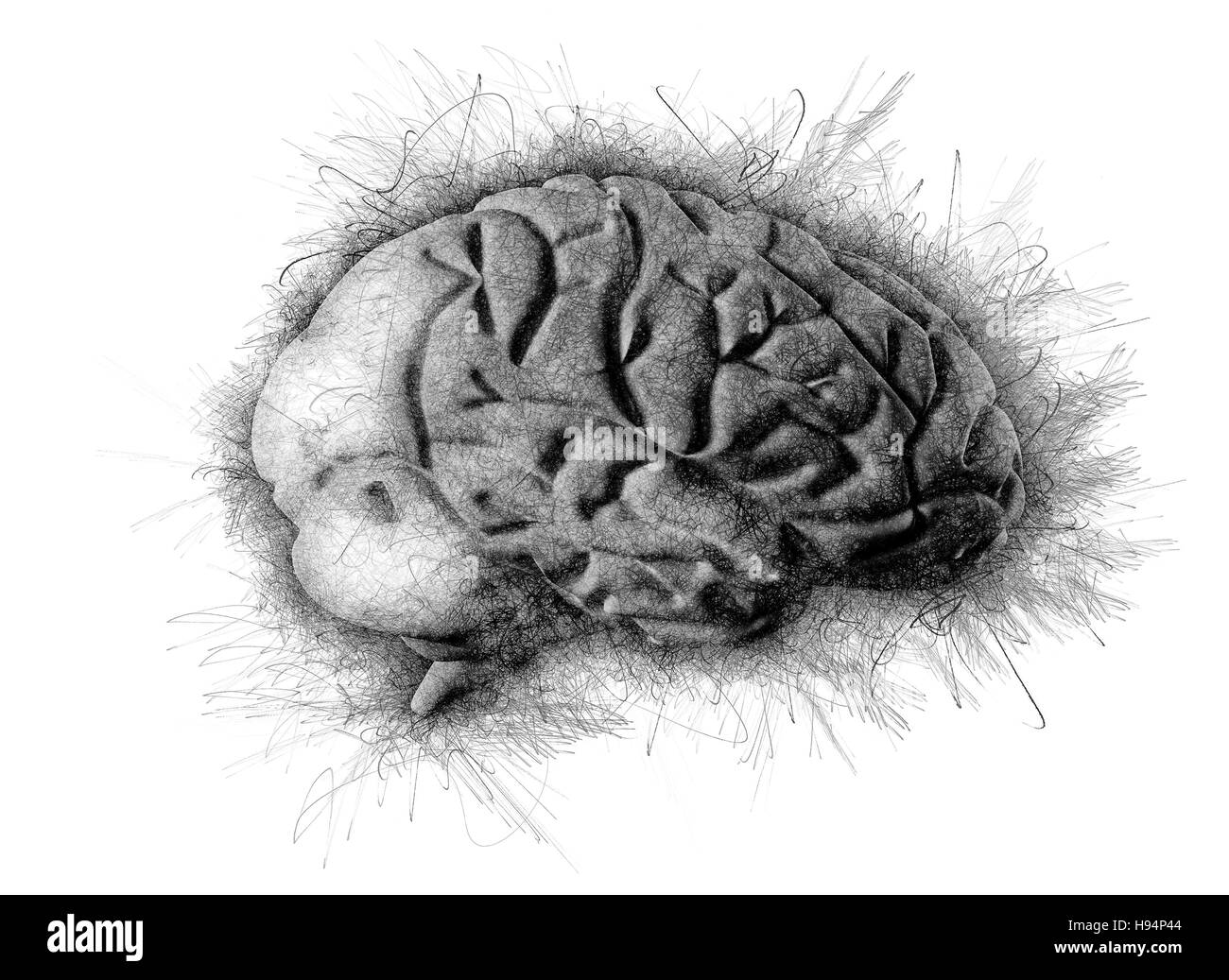 Gehirn Kunstlerische Bleistift Skizze Zeichnen Stockfotografie Alamy