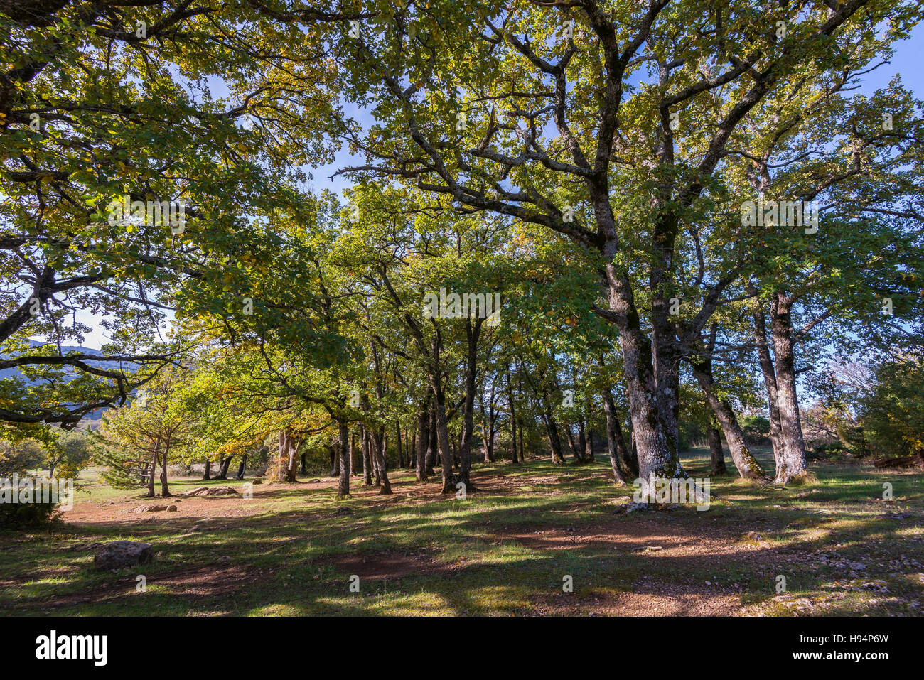 Forêt Domanial De La St. Baume Frankreich 83 Stockfoto
