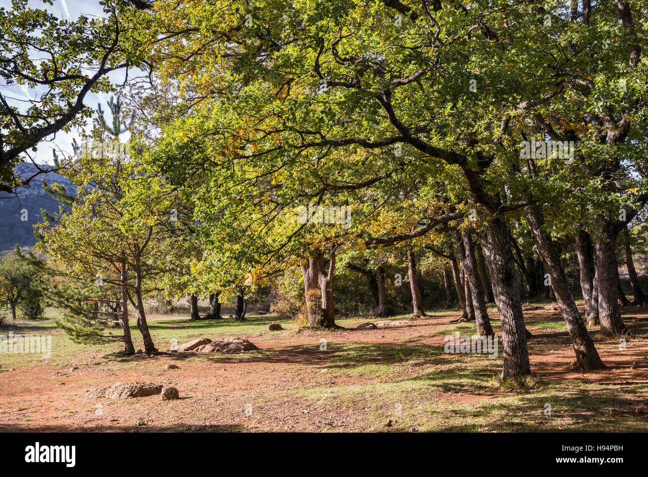 Automne Forêt Domanial De La St. Baume Var Frankreich 83 Stockfoto