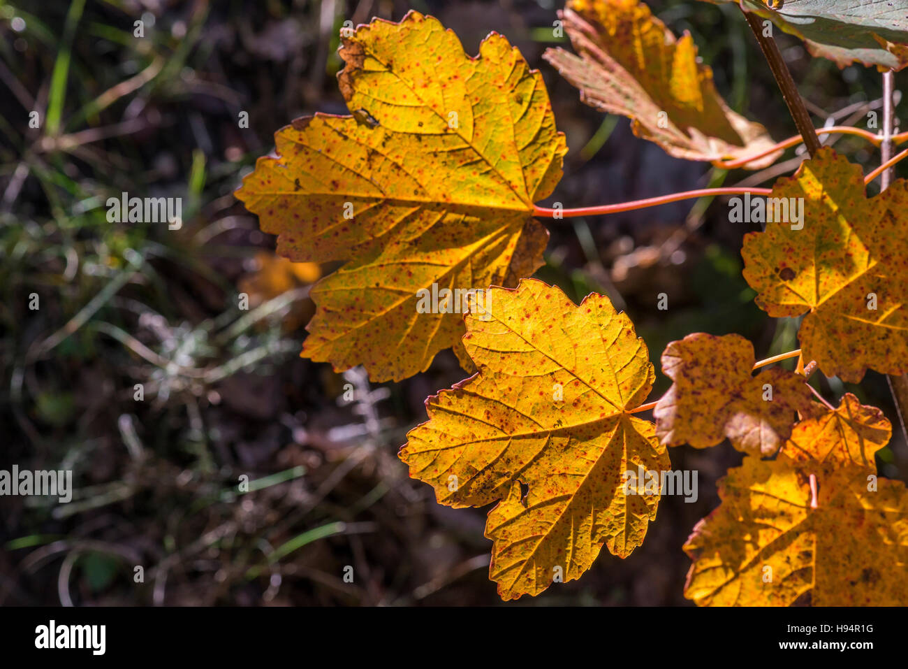 Feuille d'alisier Torminal En Automne Stockfoto