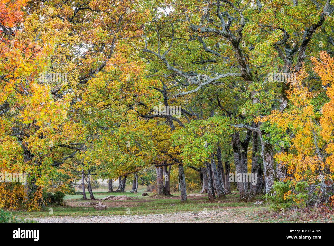 Forêt de Chêne En AutomneSt Baume Var Frankreich 83 Stockfoto