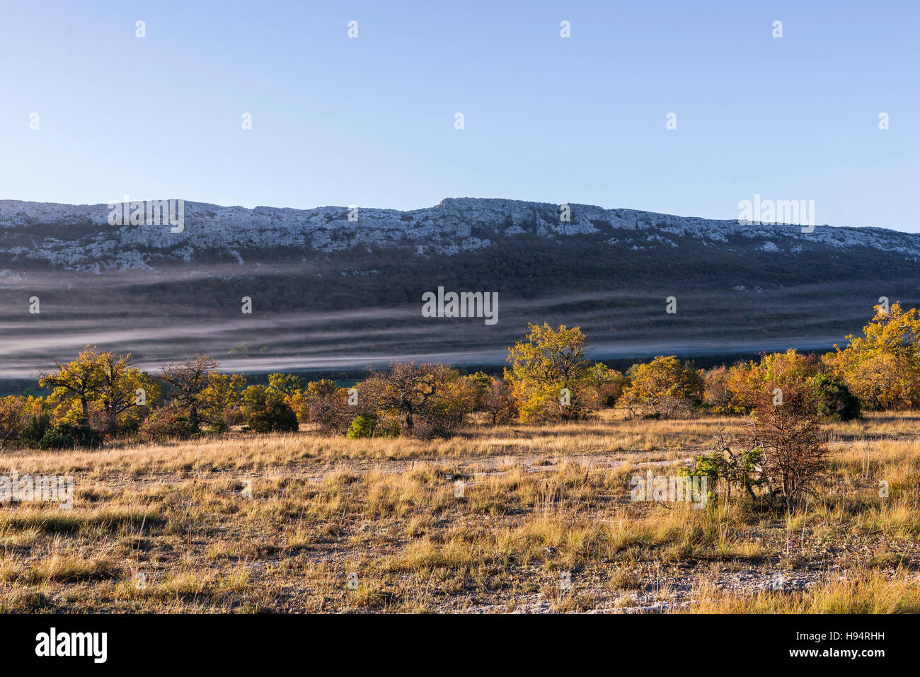 Chêne et Brume d ' Automne Forêt Domanial De La St. Baume-Var-Frankreich Stockfoto