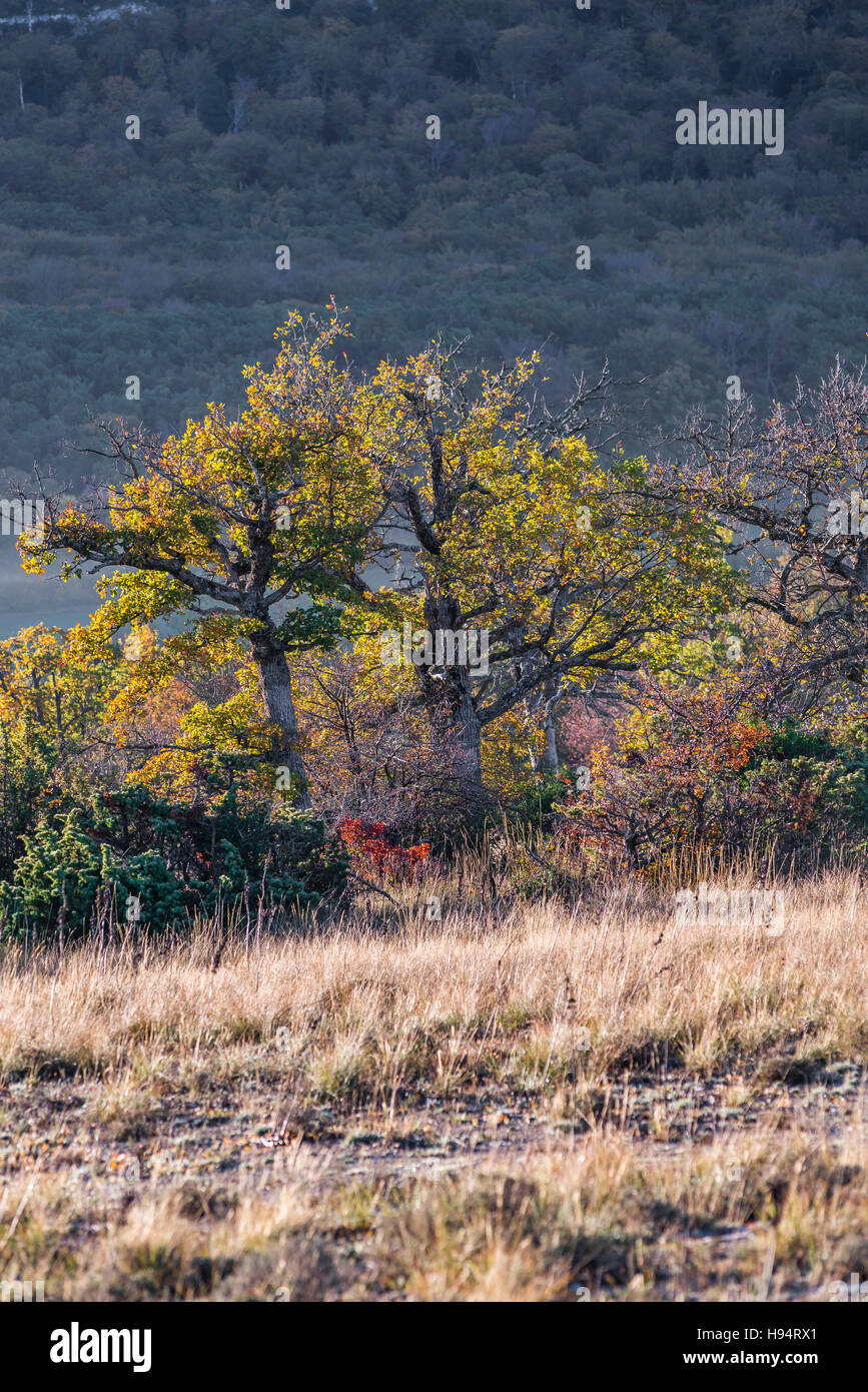 Chêne et Brume d ' Automne Forêt Domanial De La St. Baume-Var-Frankreich Stockfoto