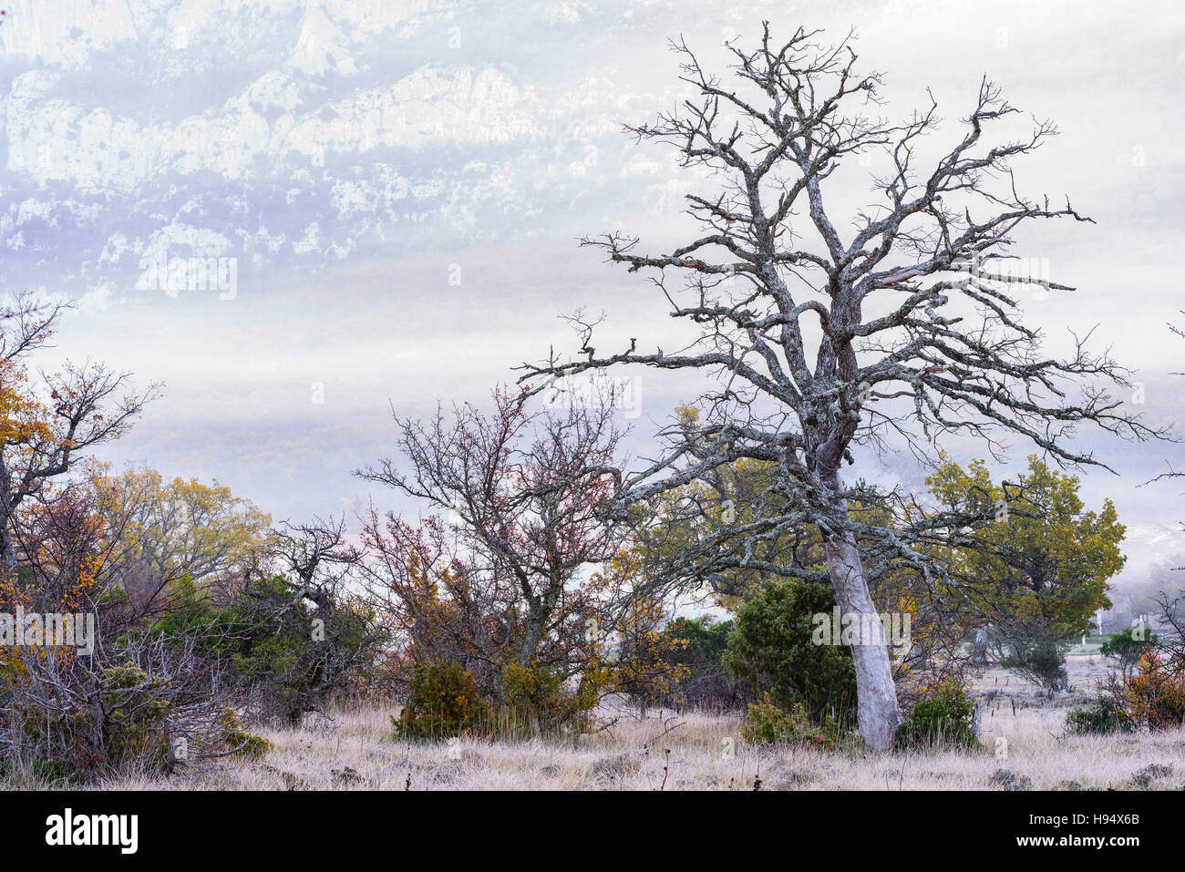 Chêne Pubescent en Automne sous la Brume Massif de la st Baume Var Frankreich Stockfoto