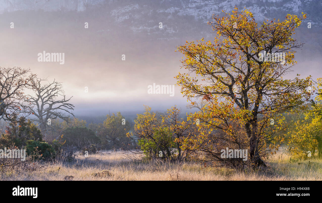 Chêne Pubescent en Automne sous la Brume Massif de la st Baume Var Frankreich Stockfoto