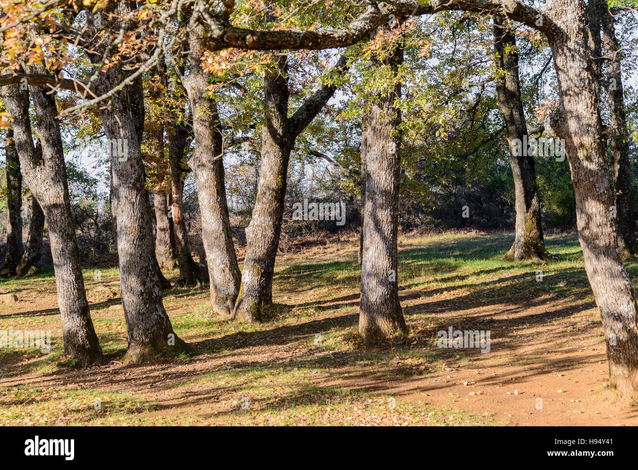 Arbre En Automne Forêt Domanial De La St. Baume Var Frankreich 83 Stockfoto