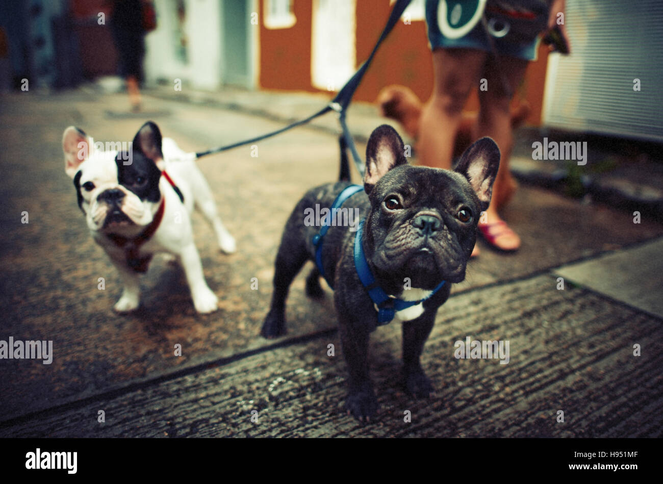 Baby Doggy Französisch Bulldog niedlich Konzept Stockfoto