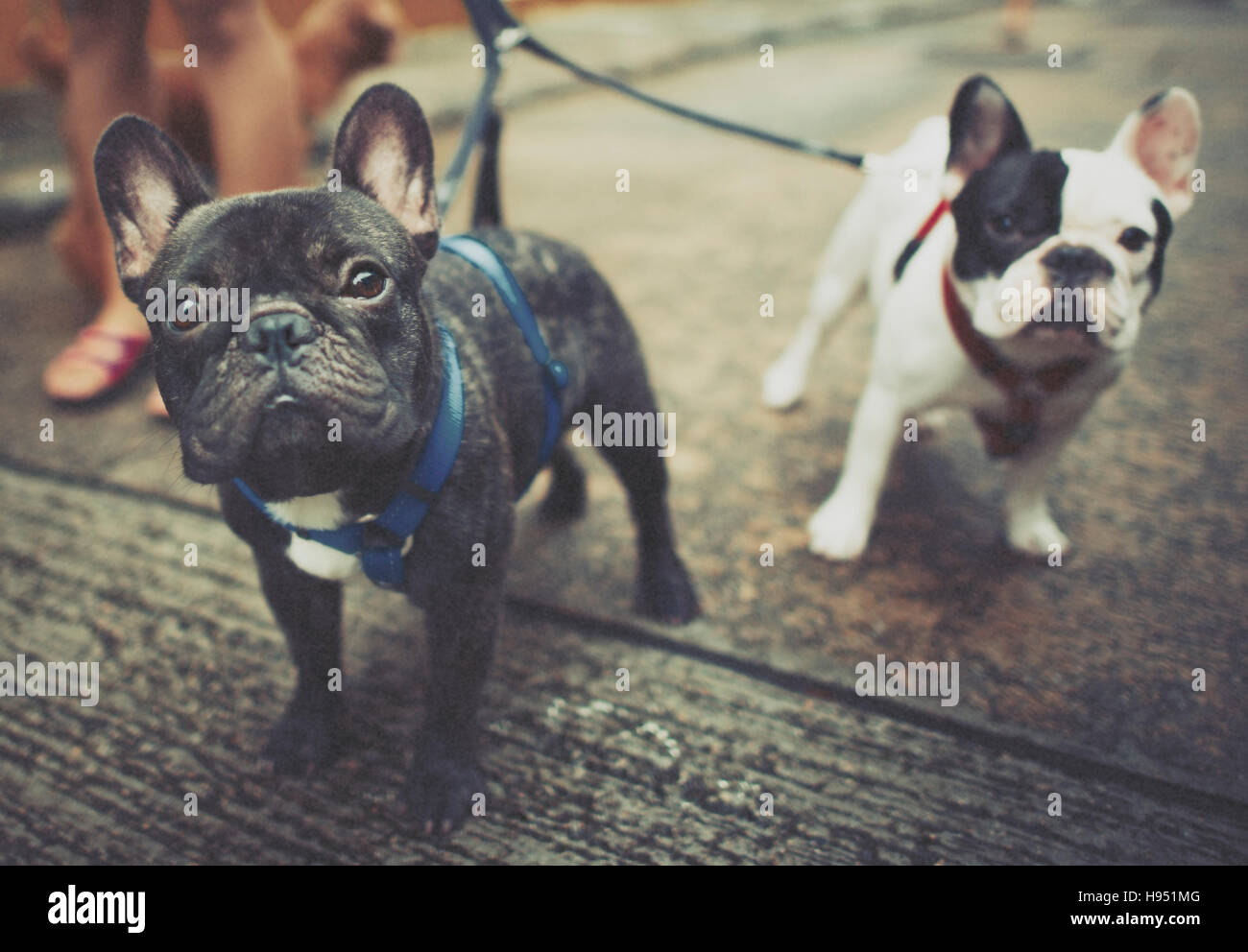 Baby Doggy Französisch Bulldog niedlich Konzept Stockfoto