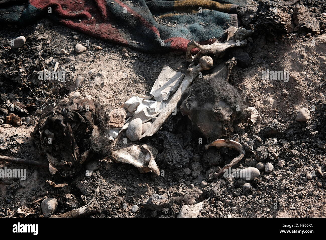 Qayyarah, Irak. 13. November 2016. Diese stellen sind angeblich is-Anhänger, die von irakischen militärischen Scharfschützen getötet wurden, als sie einen Tunnel zu fliehen versuchen verlassen. Es gab eine Reihe von Körpern in einem brennen Öl Grube einen lokalen, die neue verstorbenen sagte, das sei eine ganze Familie getötet Vater, Mutter, Tochter und zwei Söhne wurde. Organe des ISIS-Kämpfer oder Anhänger tragen nicht begraben werden, damit die wilden Hunde, die Leichen Qayyarrah, Irak am 13. November 2016 zu verschlingen kann. © Osie Greenway/ZUMA Wire/ZUMAPRESS.com/Alamy Live-Nachrichten Stockfoto