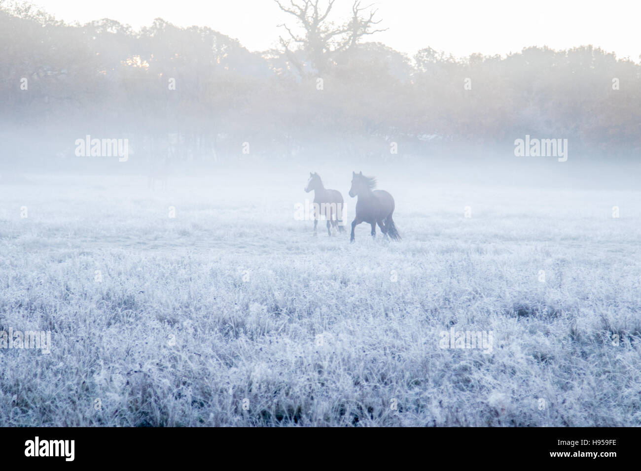 Brokenhurst, Hampshire, UK. 19. November 2016. Pferde Toben im Frost und Nebel in der Nähe von Brockenhurst, Hampshire. Bildnachweis: Paul Davey/Alamy Live-Nachrichten Stockfoto