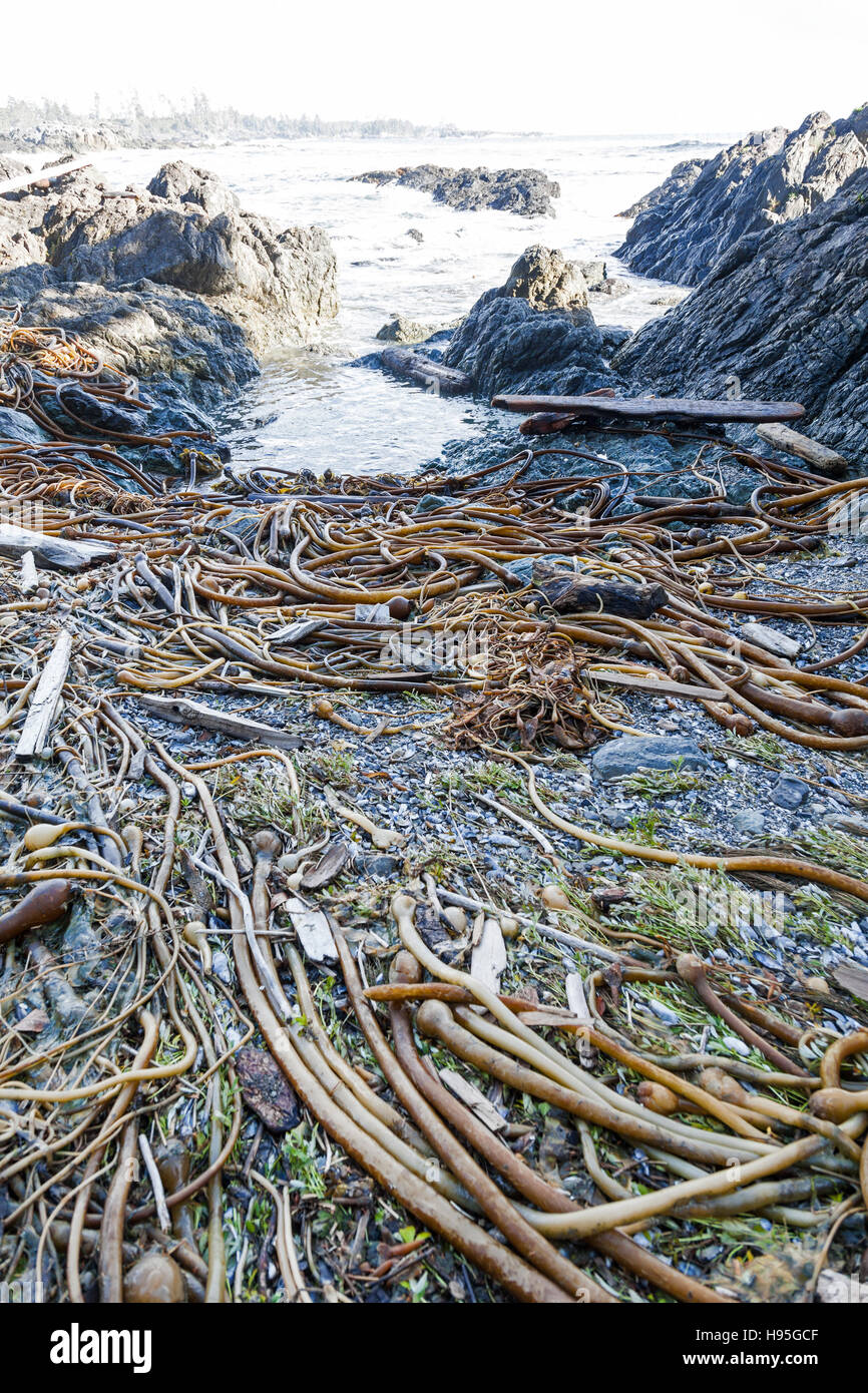 Kelp Algen (Nereocystis Luetkeana) an einem Strand in Ucluelet British Columbia Kanada Nordamerika Stier Stockfoto