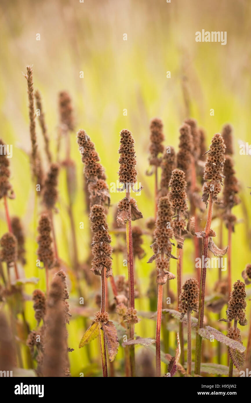 Seedheads, Oudolf Field, Hauser & Wirth, Somerset, Großbritannien. September. Designer Piet Oudolf Stockfoto