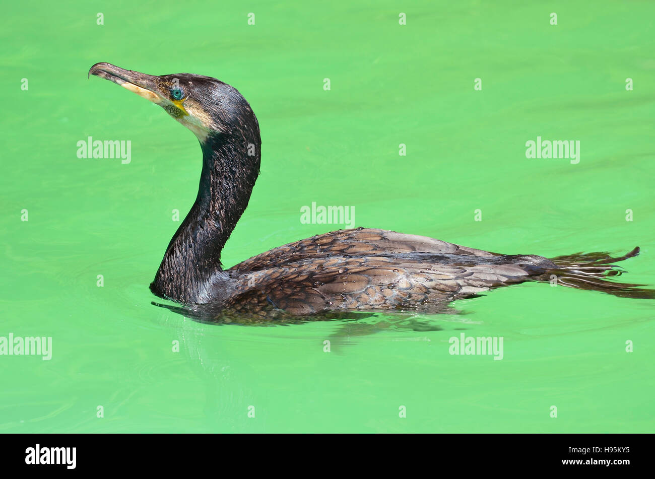 Kormoran (Phalacrocorax Carbo) auf dem grünen Wasser schwimmen Stockfoto