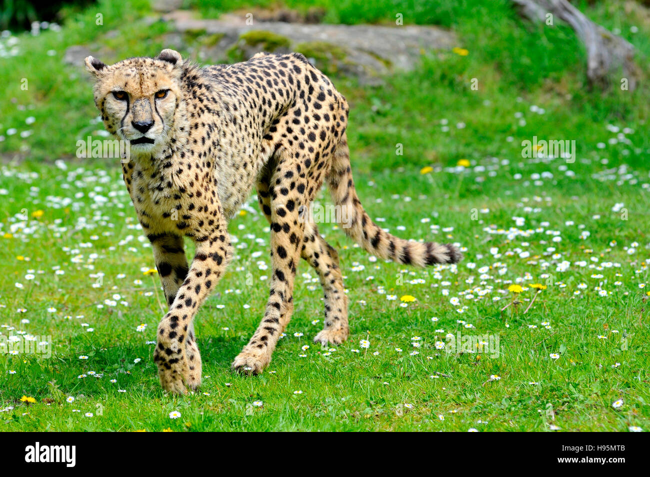 Closeup vorne afrikanischen Cheetah (Acinonyx Jubatus) zu Fuß auf dem Rasen Stockfoto