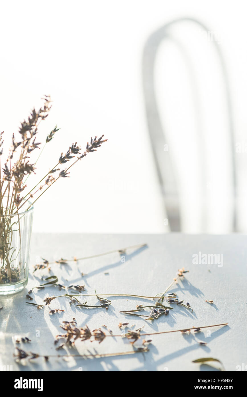 -Lavandula, Lamiaceae- Stockfoto