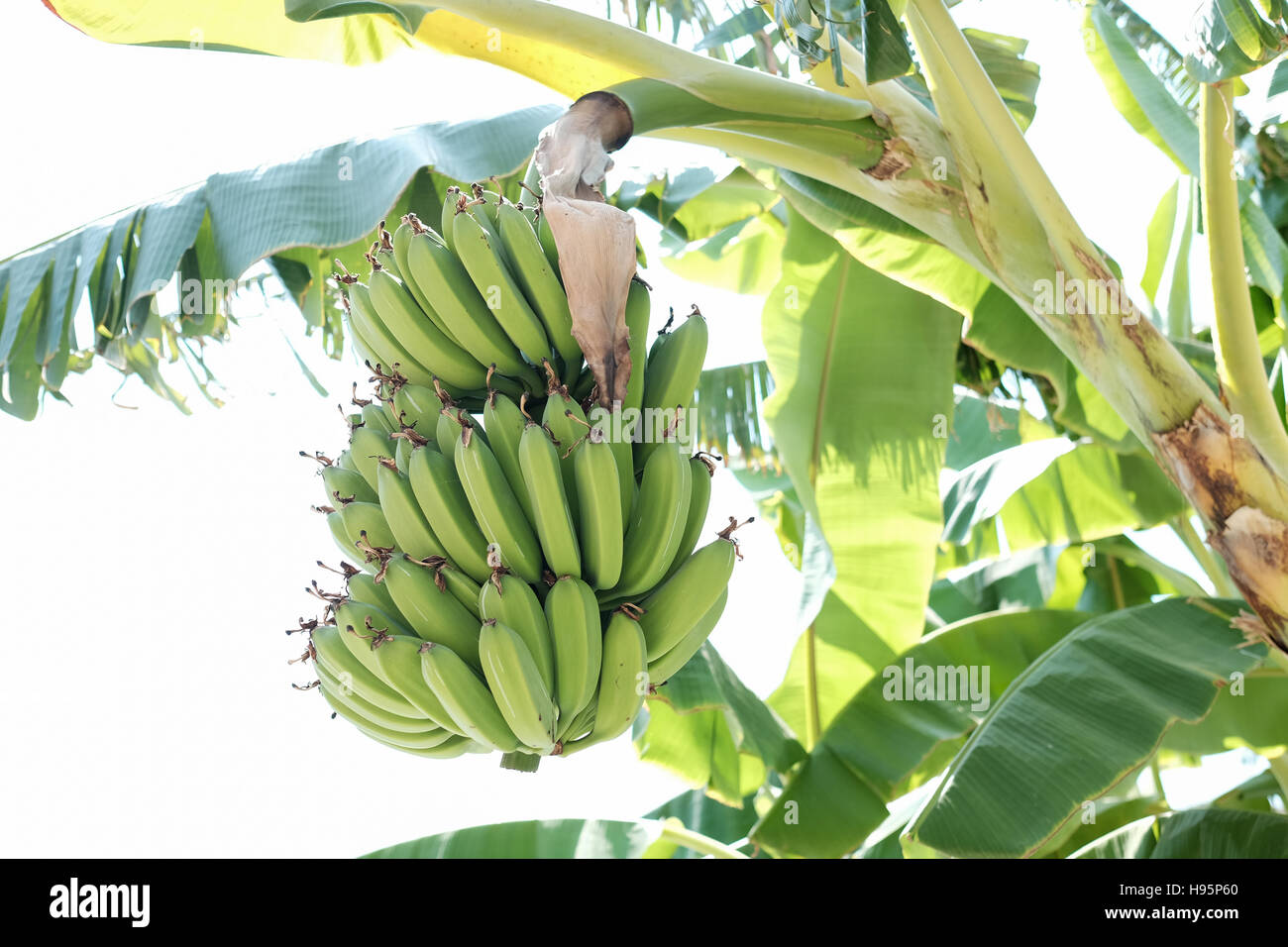 Bananen hängen Baum Stockfoto