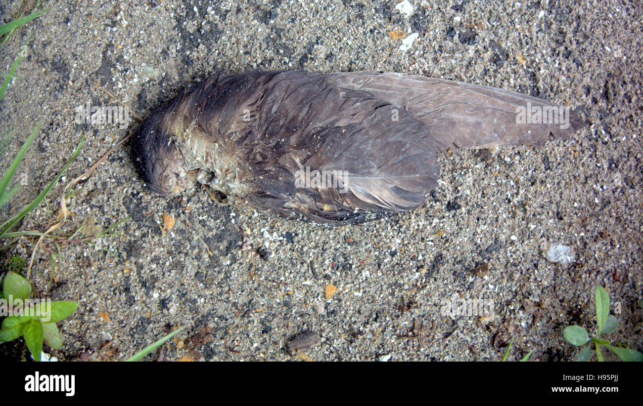 toten Vogel am Boden grauen Hintergrund Stockfoto