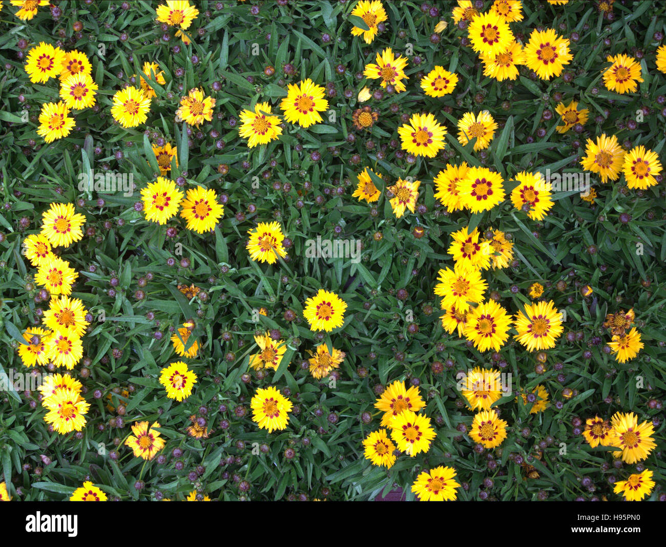 hängenden Korb Blumen in Nahaufnahme Stockfoto