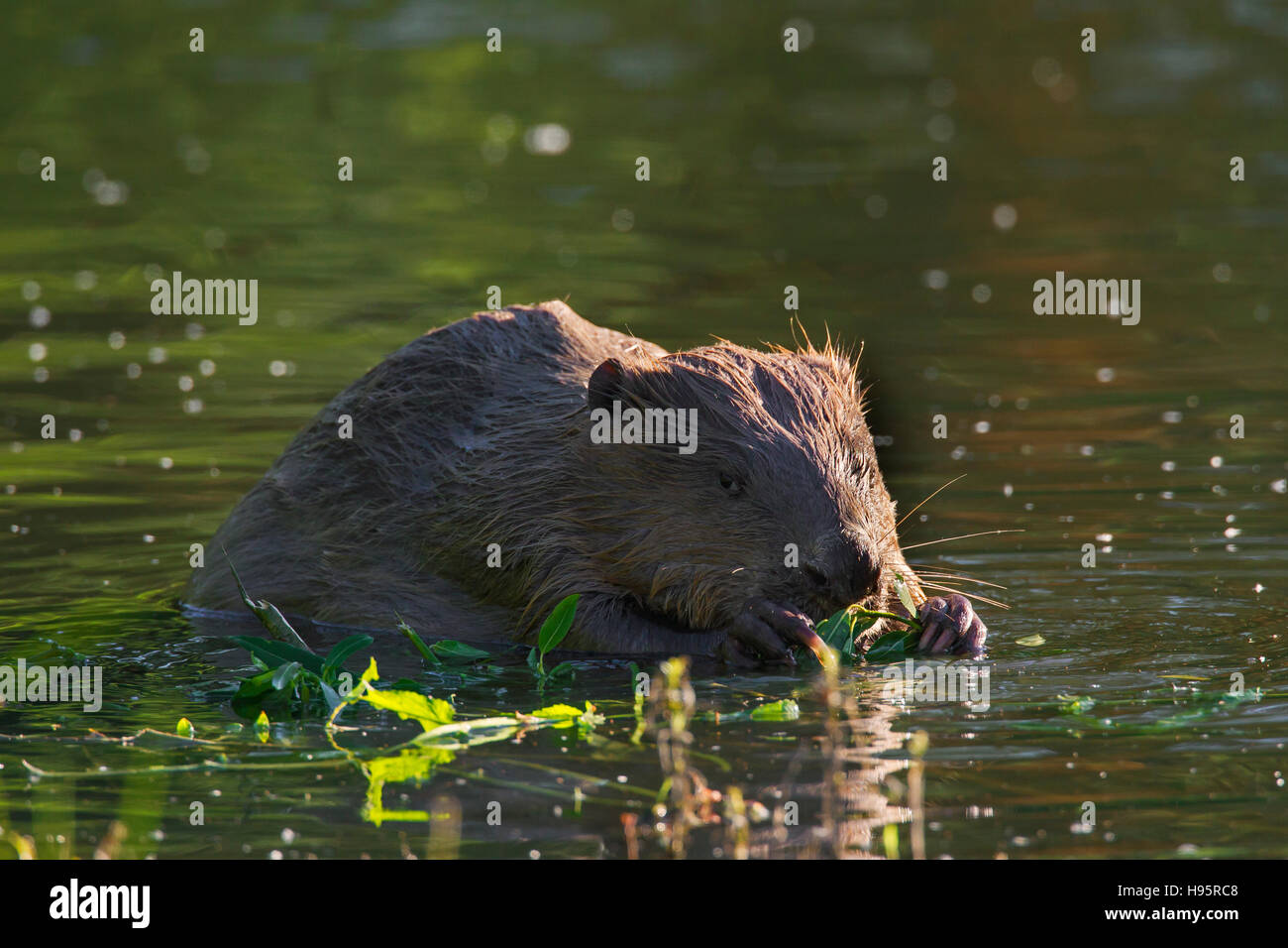 Eurasische Biber / europäische Biber (Castor Fiber) knabbert an Willow Zweig im Teich Stockfoto