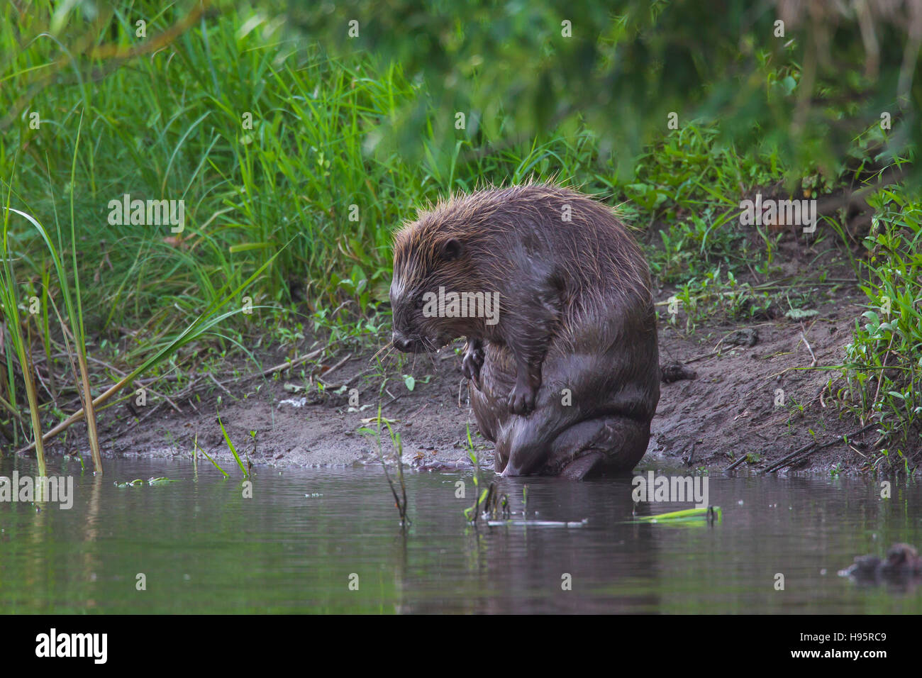 Eurasische Biber / europäische Biber (Castor Fiber) Pflege nasses Fell am Ufer Stockfoto