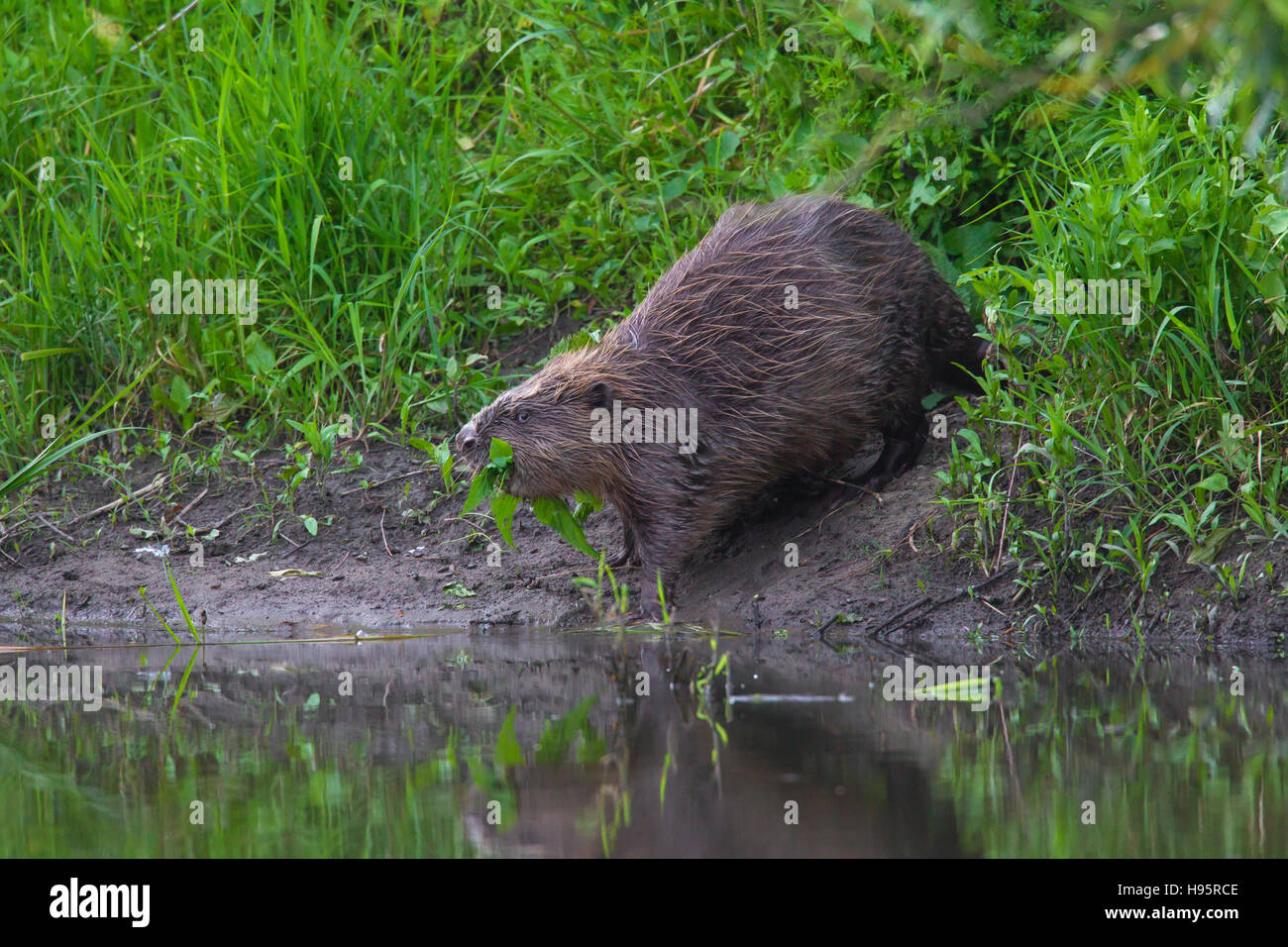 Eurasische Biber / europäische Biber (Castor Fiber) am Ufer ziehen Zweig mit Blättern für Lebensmittel-Cache zu Wasser Stockfoto