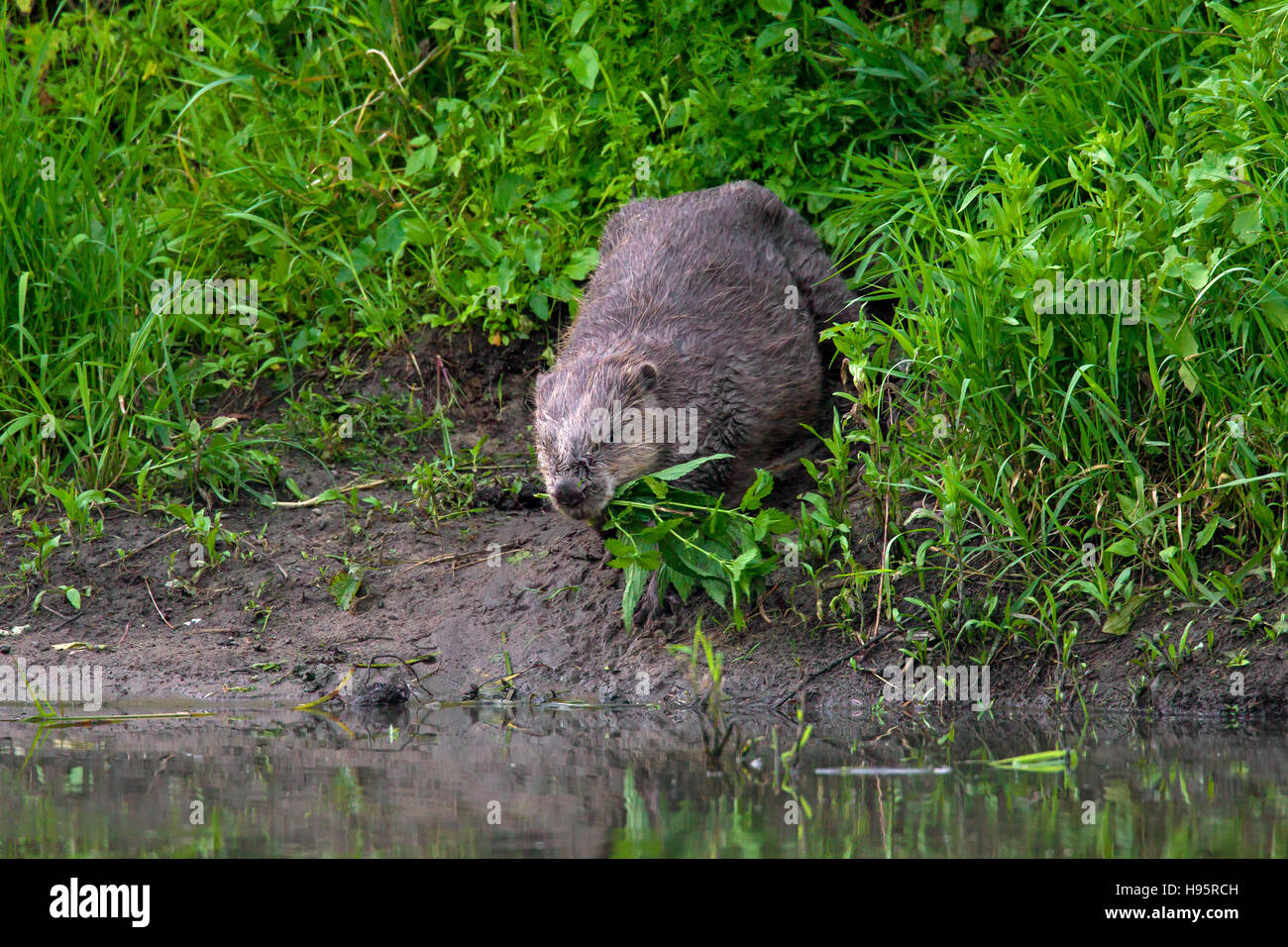 Eurasische Biber / europäische Biber (Castor Fiber) am Ufer des Sees ziehen Stamm mit Blättern für Lebensmittel-Cache zu Wasser Stockfoto