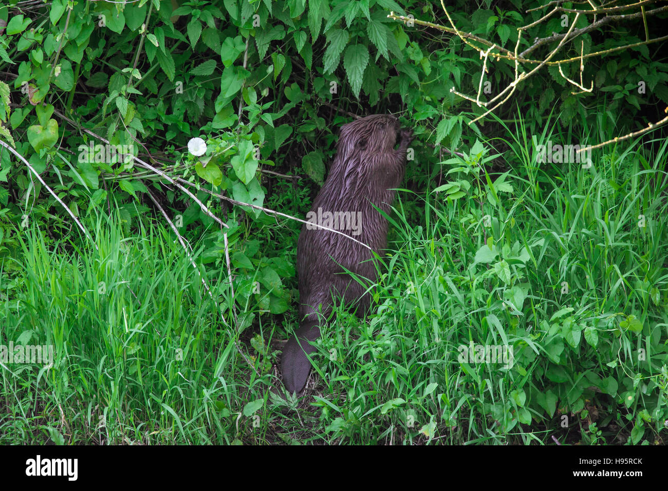 Eurasische Biber / europäische Biber (Castor Fiber) am Ufer nagt an Zweigniederlassung im Gestrüpp Stockfoto