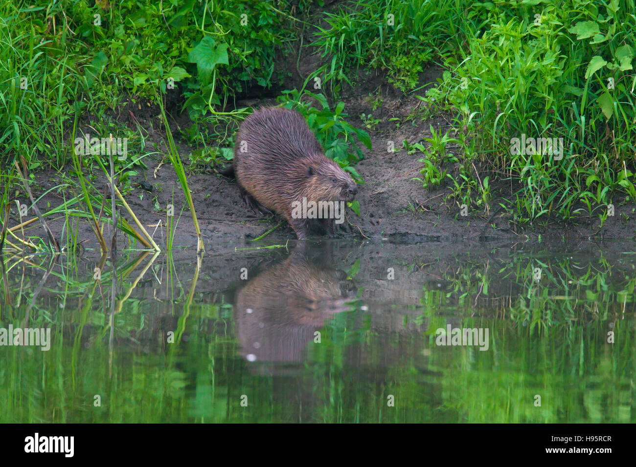Eurasische Biber / europäische Biber (Castor Fiber) am Teich-Ufer ziehen Zweig mit Blättern für Lebensmittel-Cache zu Wasser Stockfoto