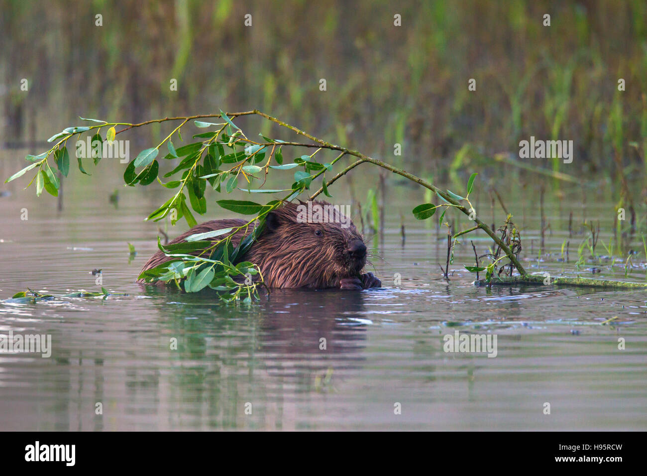 Eurasische Biber / europäische Biber (Castor Fiber) im Teich knabbert an Weide Blätter Stockfoto